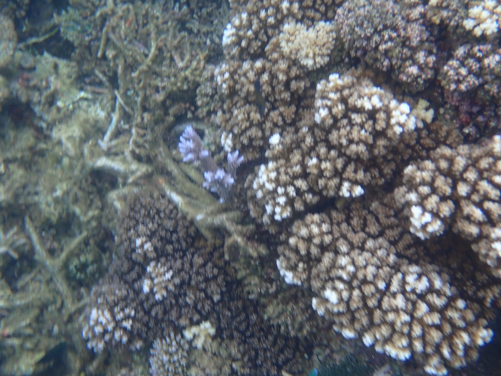 Coral heads on the reef at Pacific Harbour