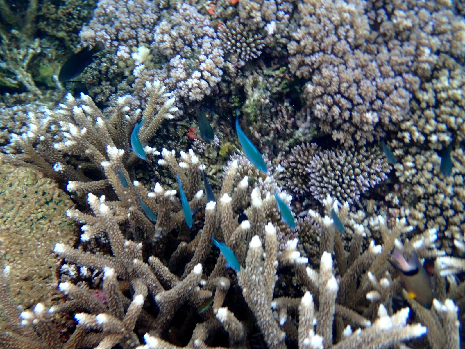 Coral and blue fish on the reef at Pacific Harbour