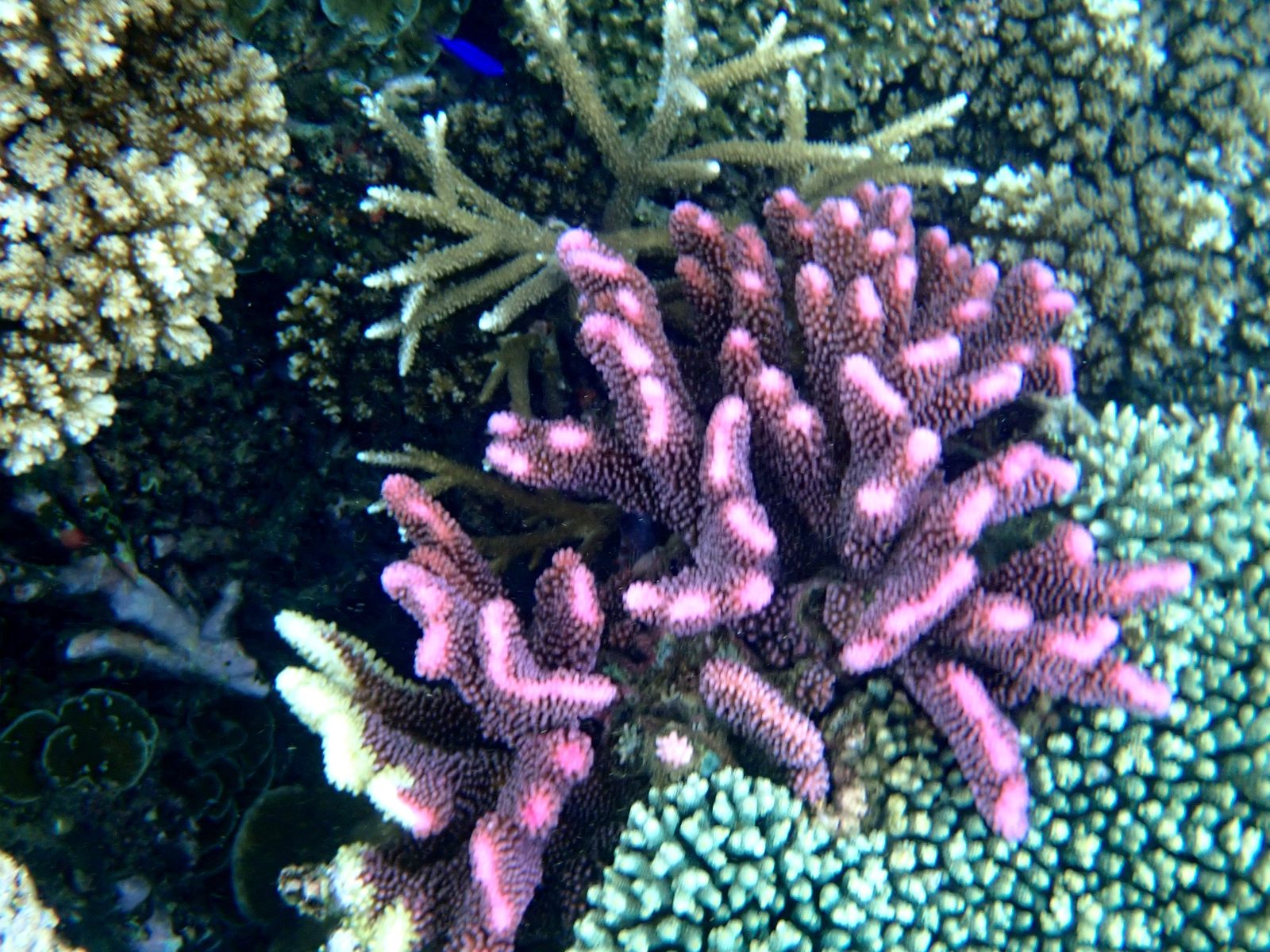 Pink coral on the reef