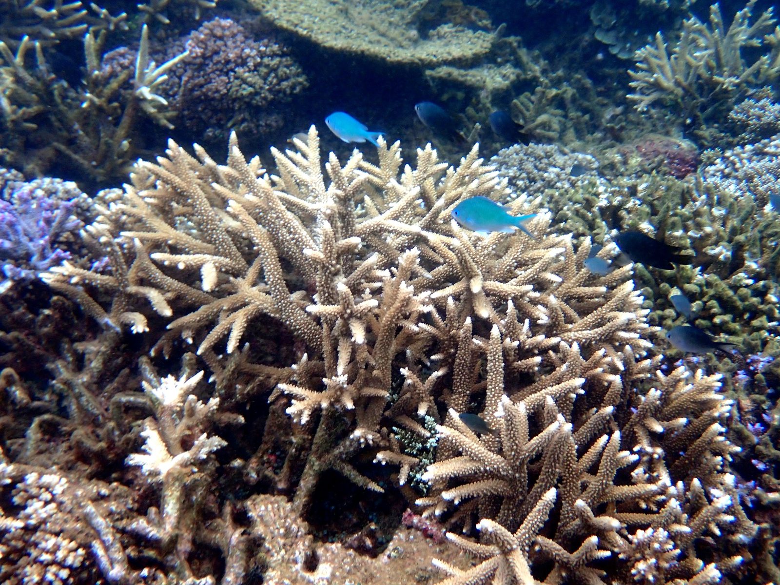 Staghorn coral and blue fish at Pacific Harbour
