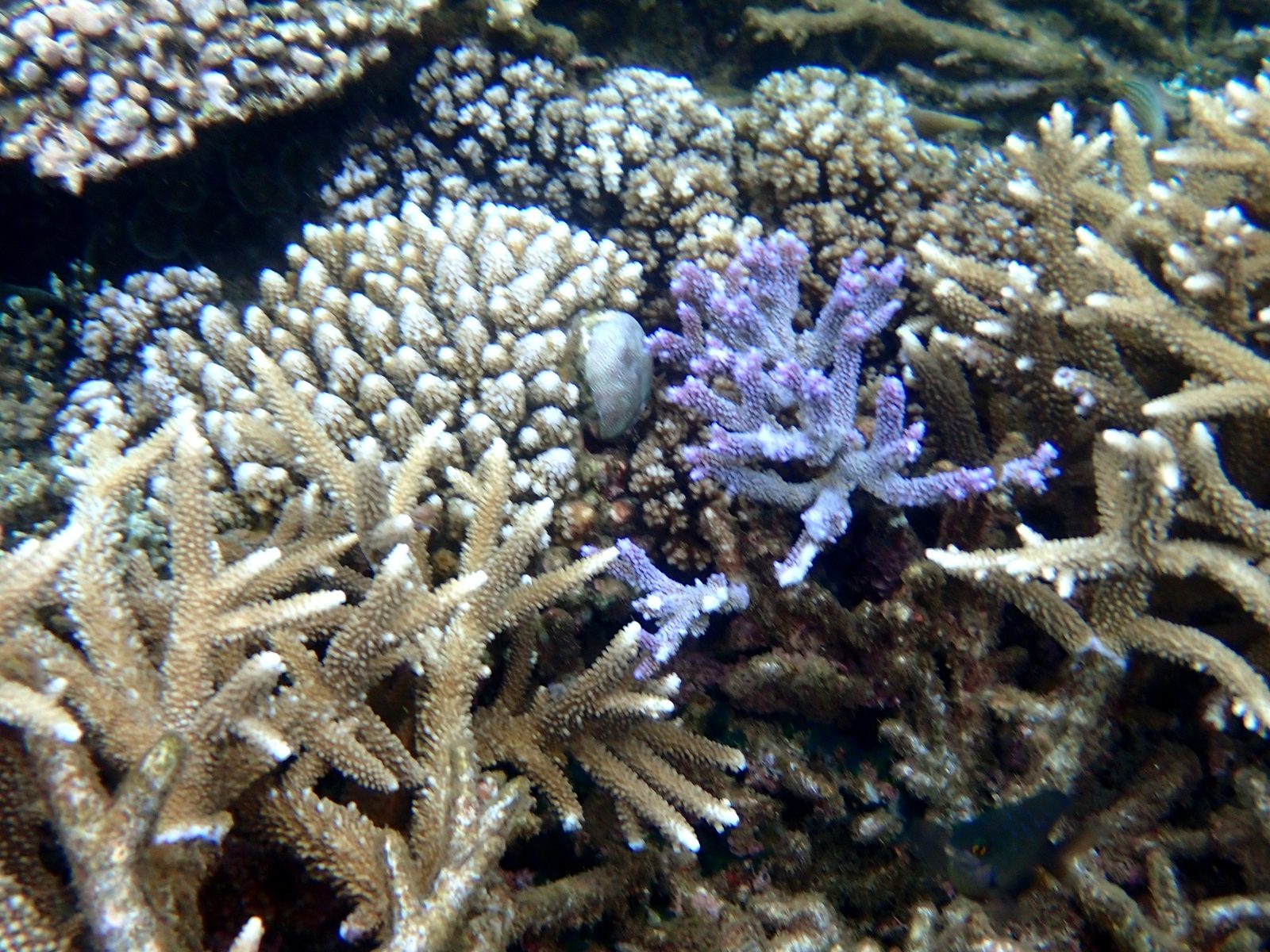 Purple coral on the reef at Pacific Harbour
