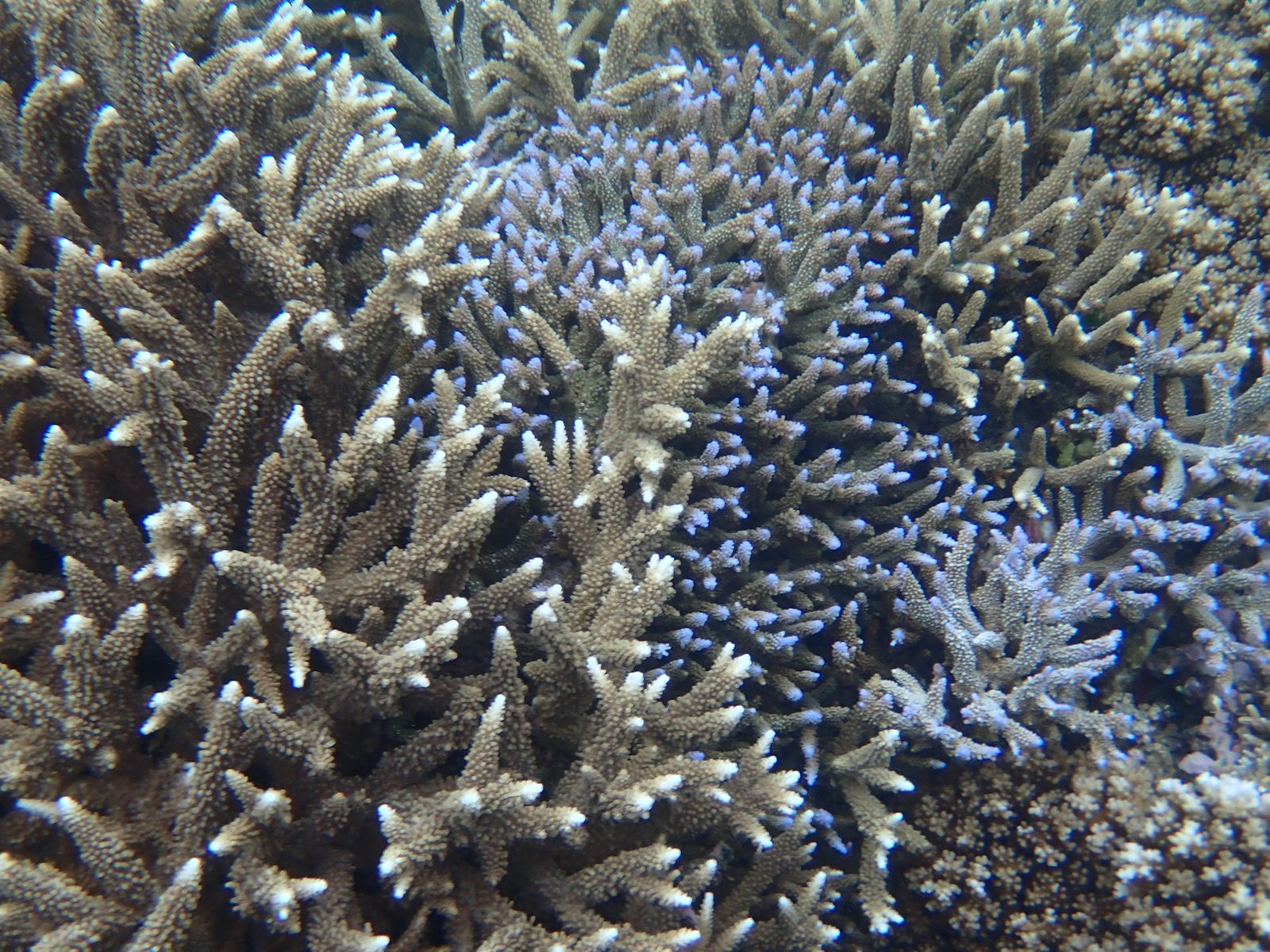 Staghorn coral with purple tips at Pacific Harbour