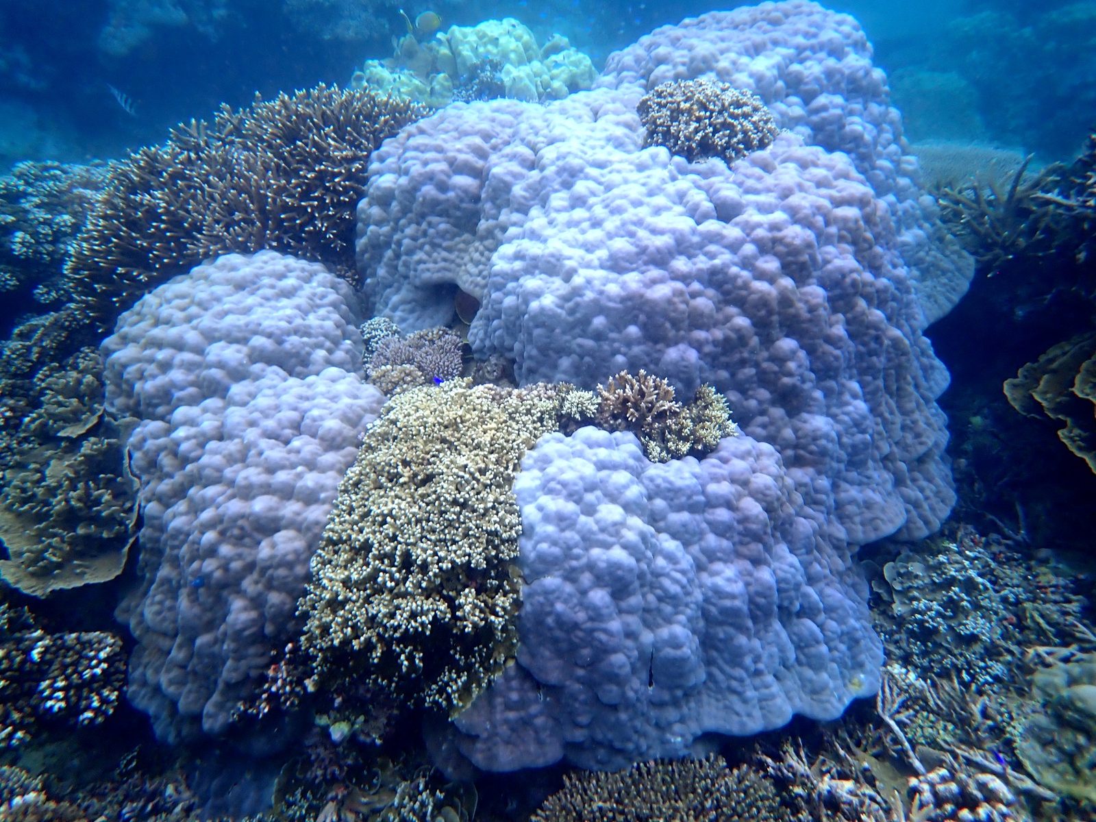 A big mound of hard coral on the reef