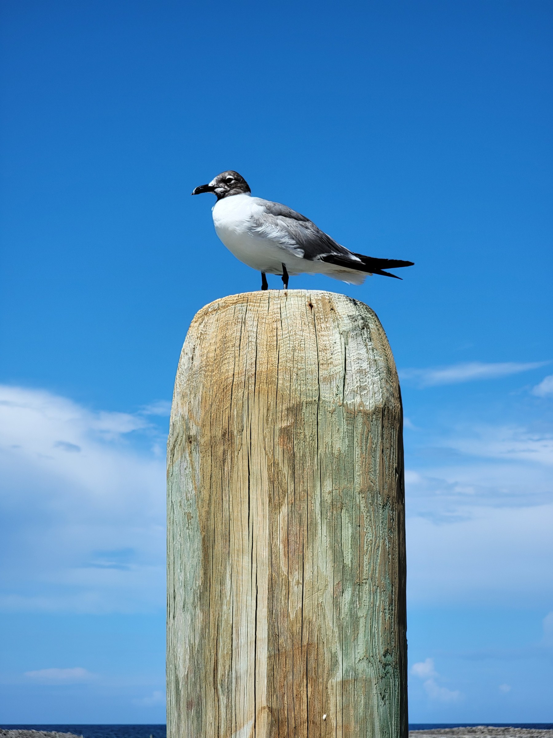 A gull keeping watch on a piling