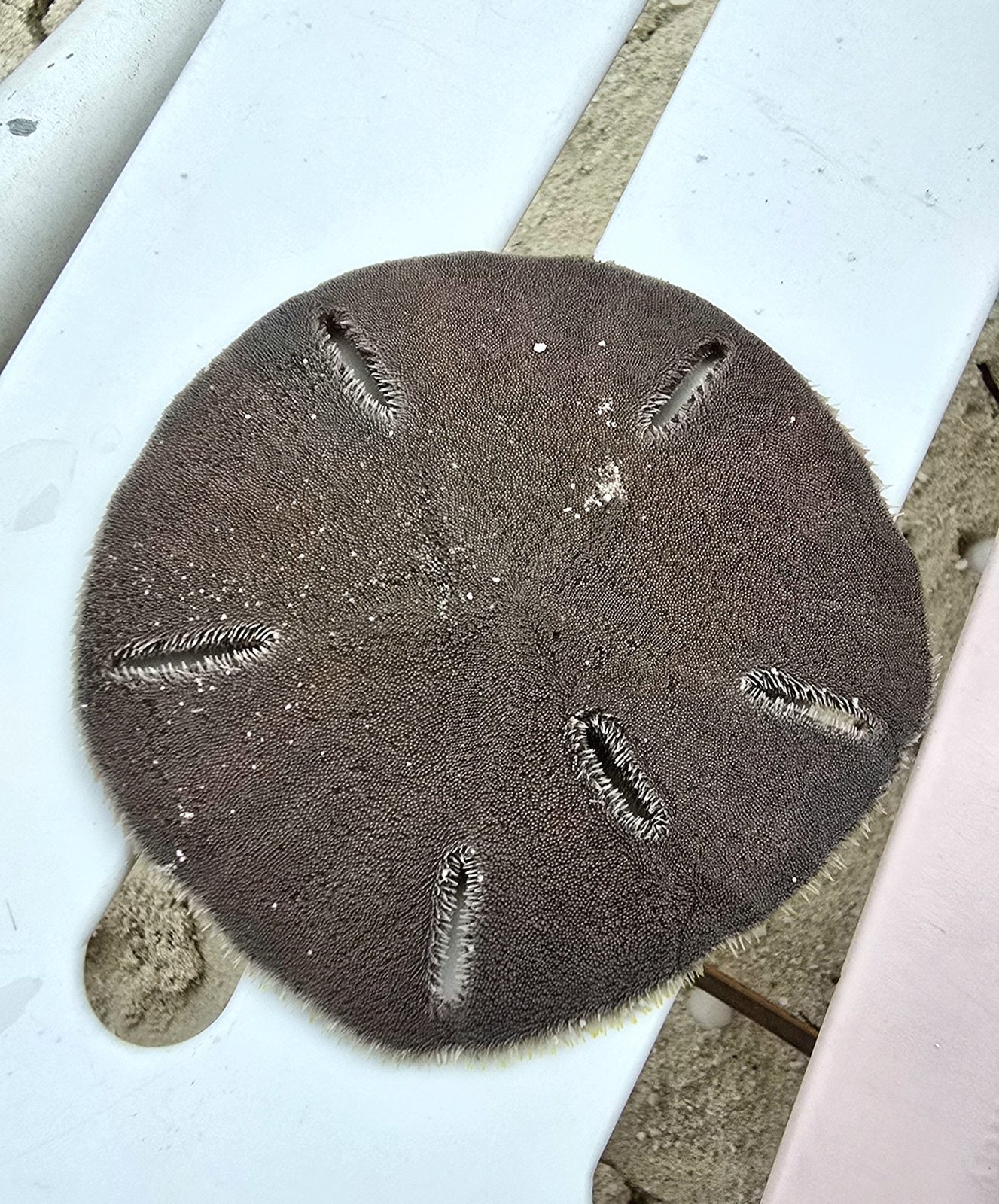 A sand dollar we found on the beach