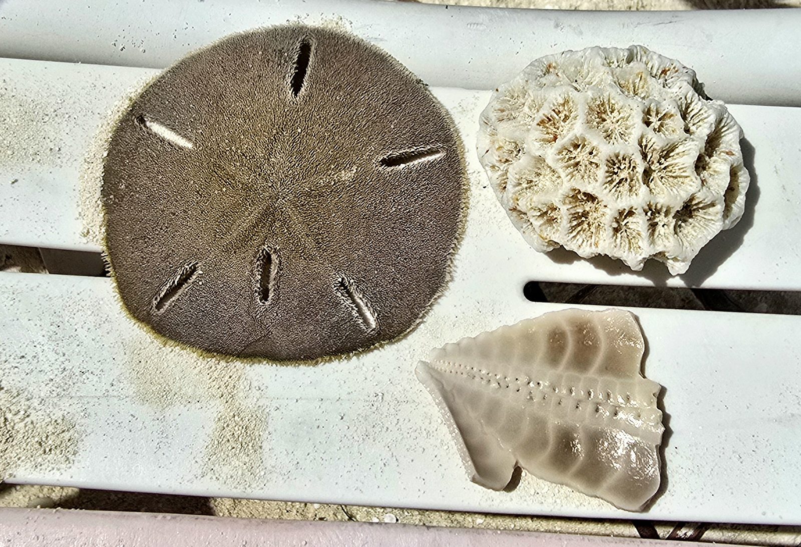 A sand dollar, coral and a shell we found