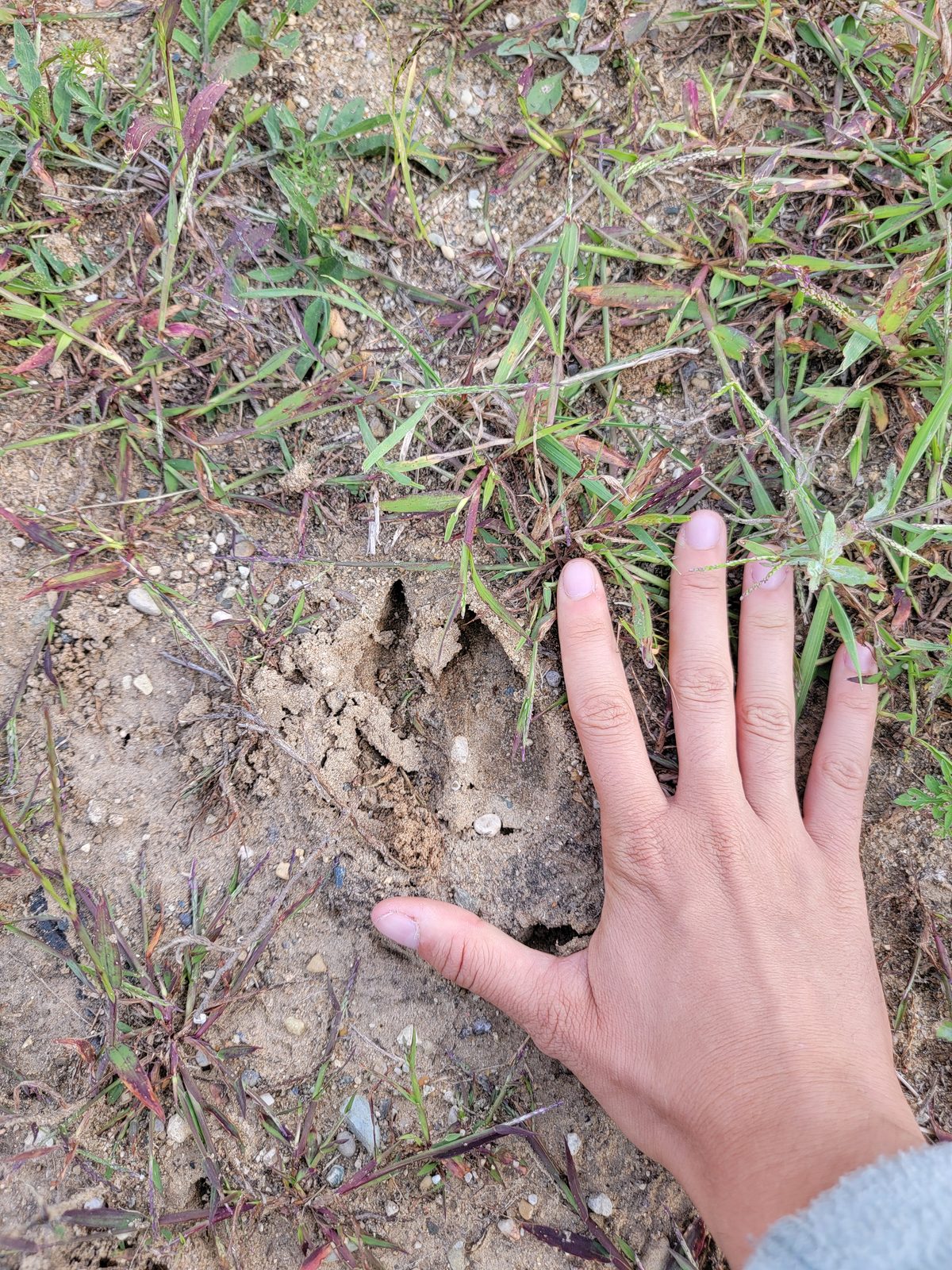 Kathy's hand beside an animal track