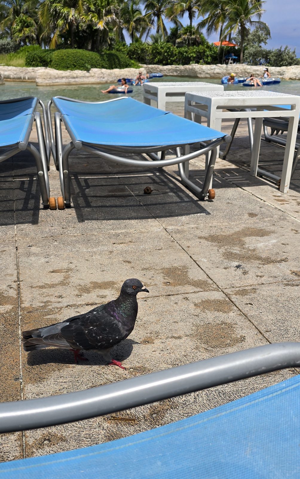 A pigeon claims a lounge chair