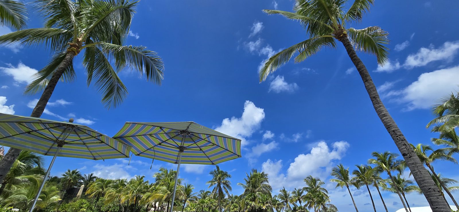 Palm trees over the cabanas