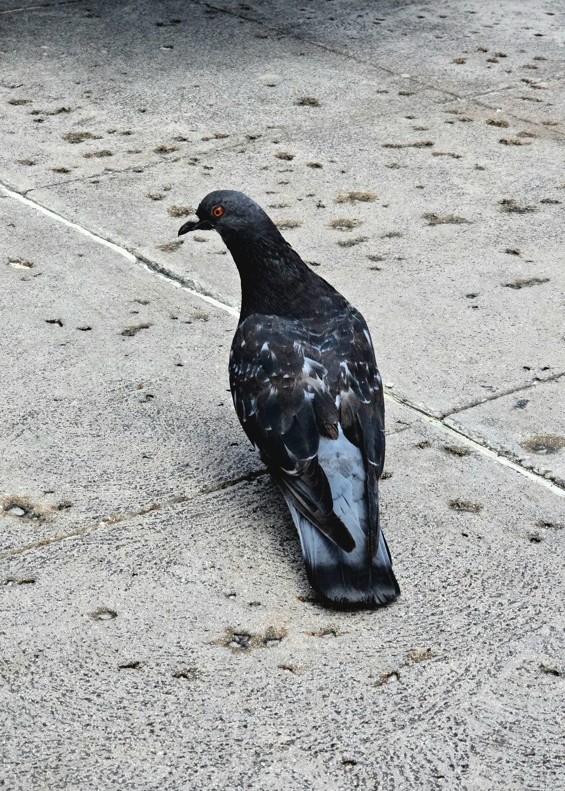 A pigeon keeping us company at Atlantis