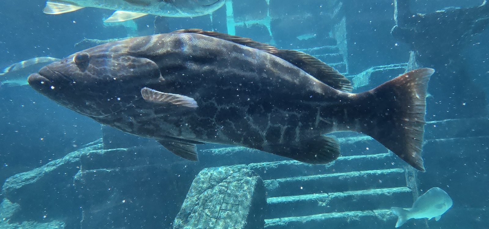 A grouper through the aquarium window