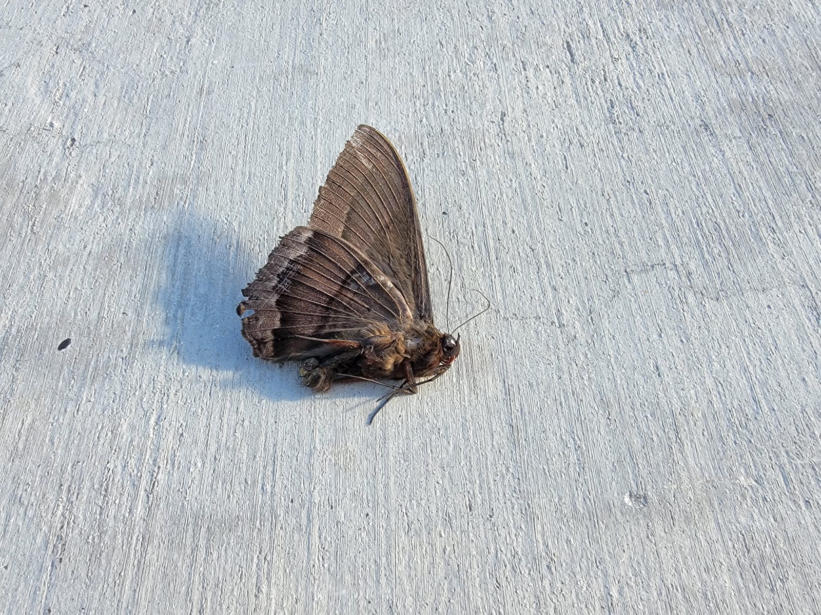 A moth resting on the pier