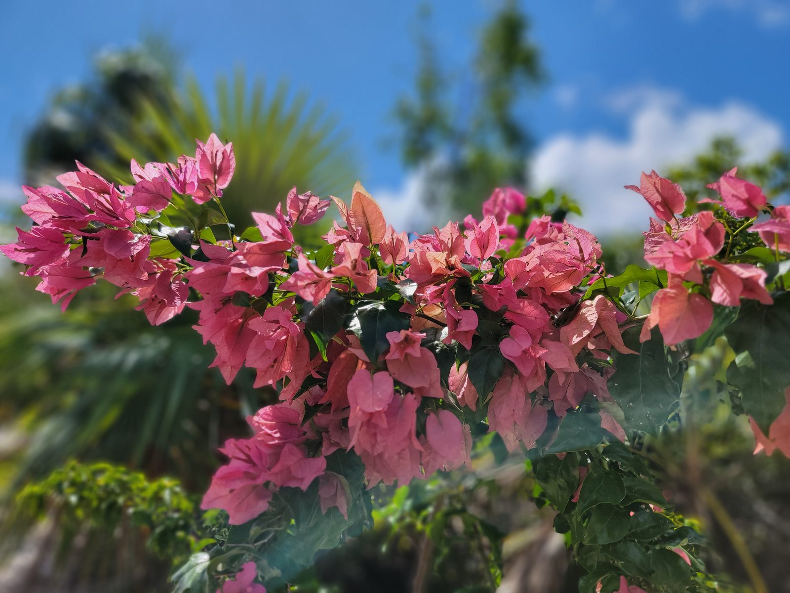 Pink bougainvillea along the walk