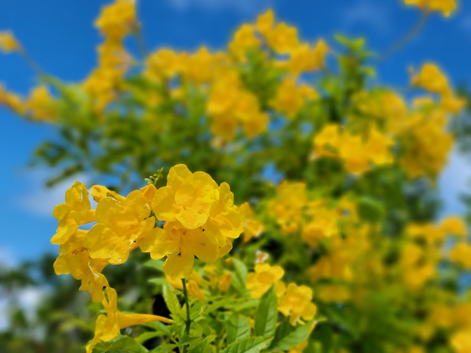 Yellow flowers against a blue sky