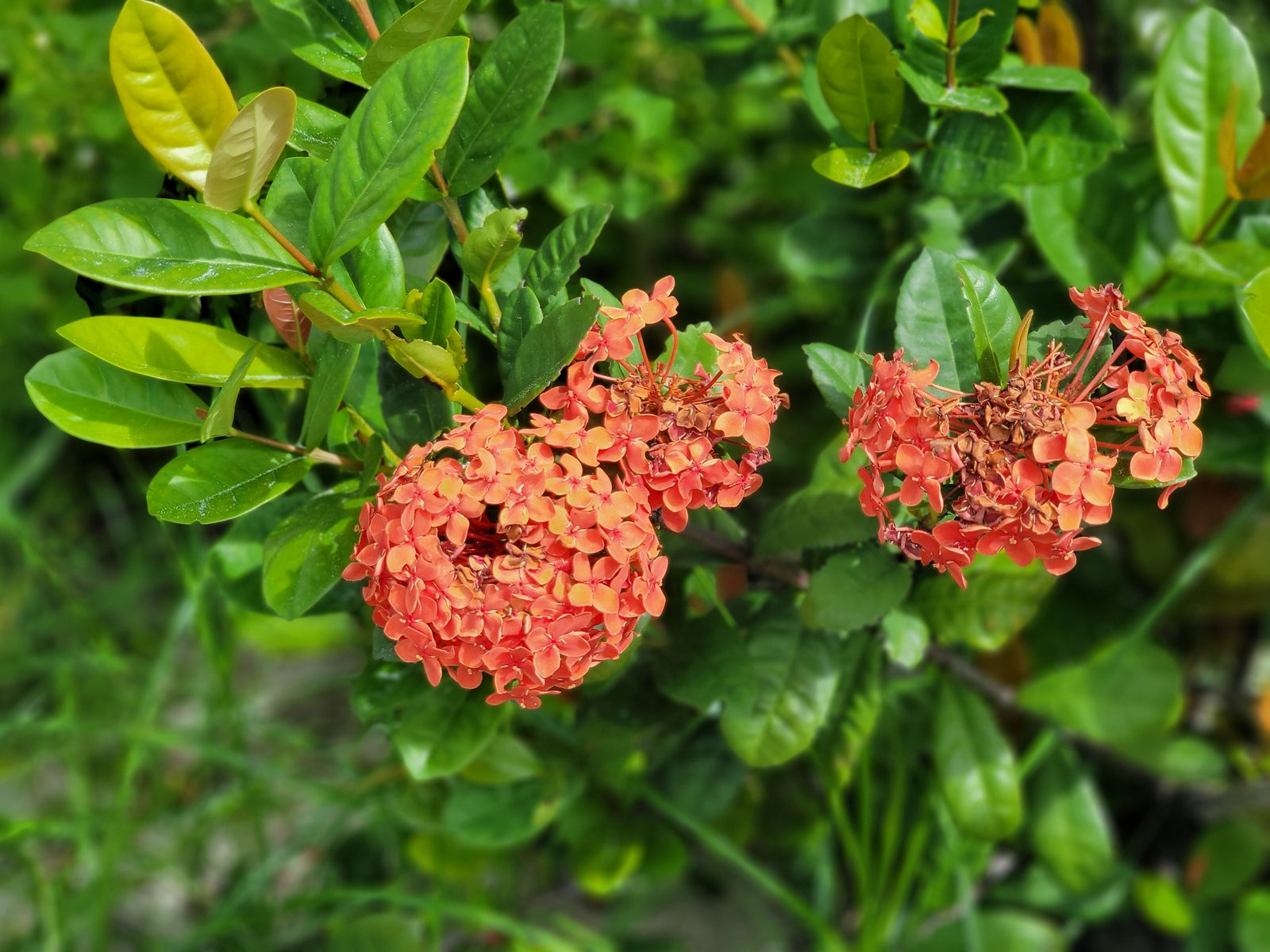 Bright orange ixora blooms