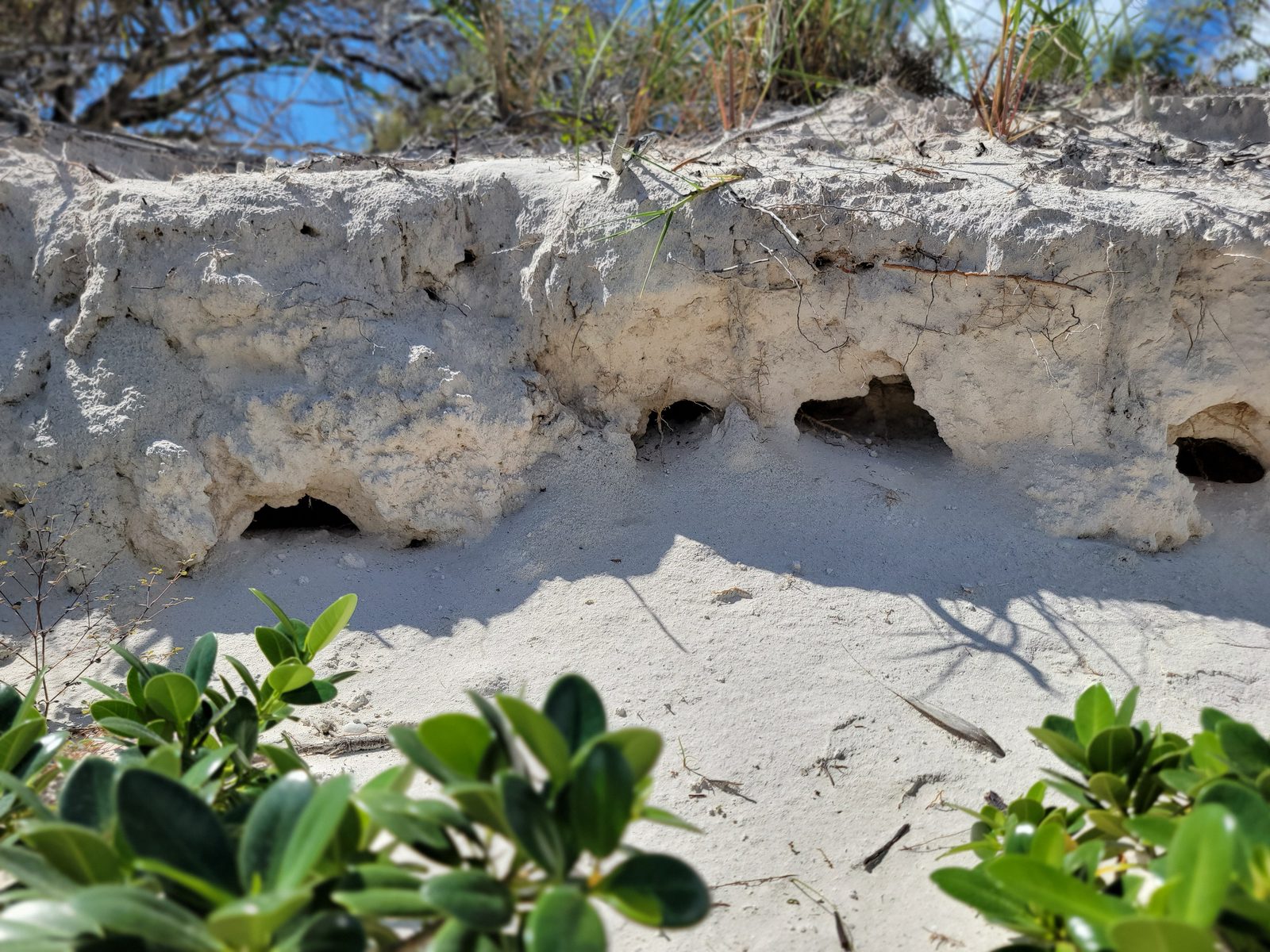Limestone caves carved into the shore at Lookout Cay