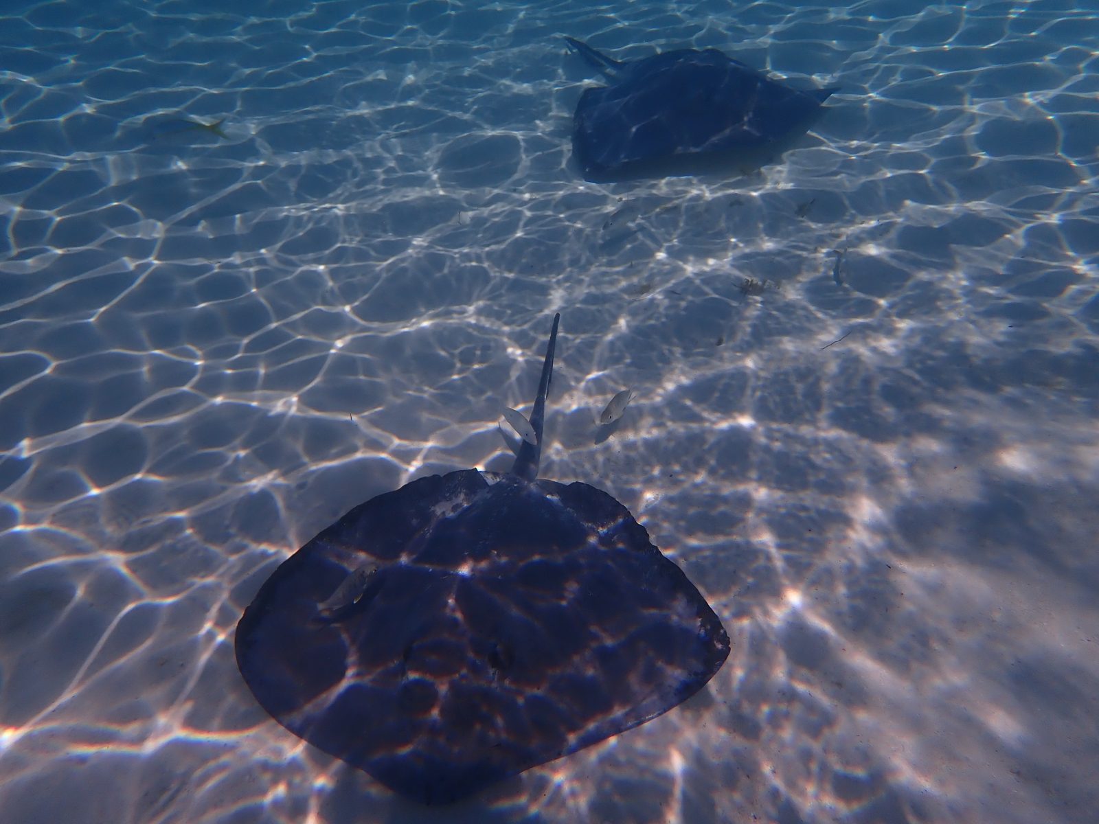 A stingray gliding through the shallows at Castaway Ray's