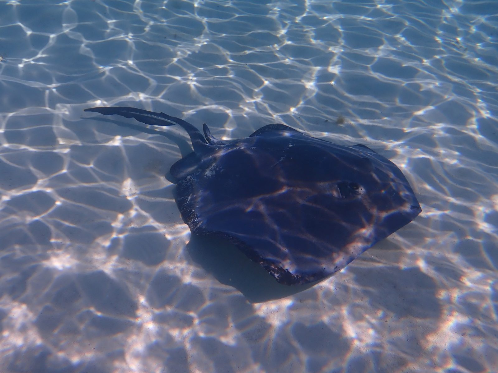 A stingray gliding through the shallows