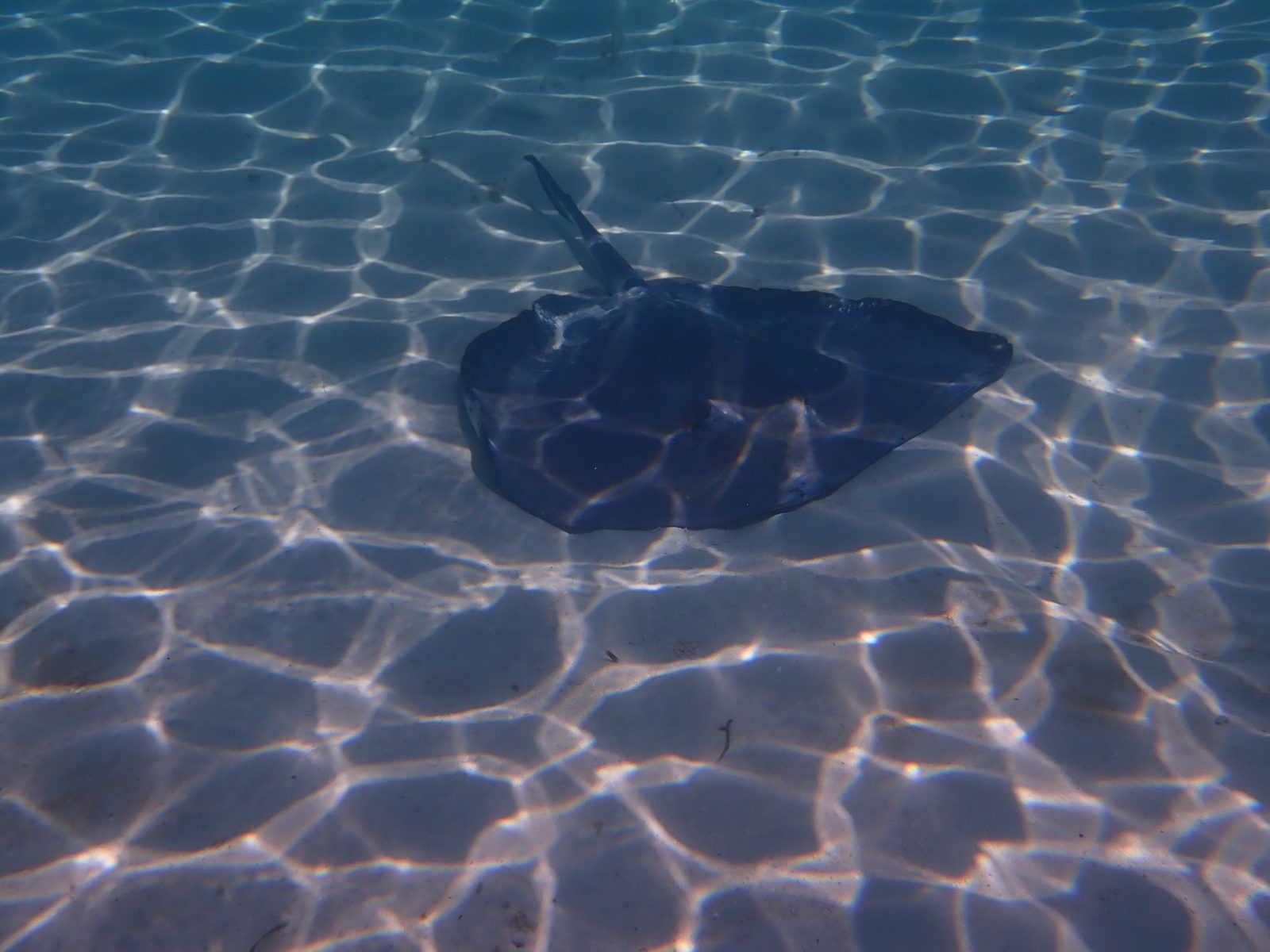 A stingray glides through the shallows