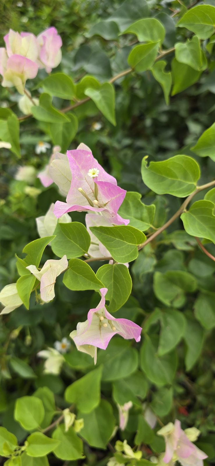 Flowers along the paths at Lookout Cay