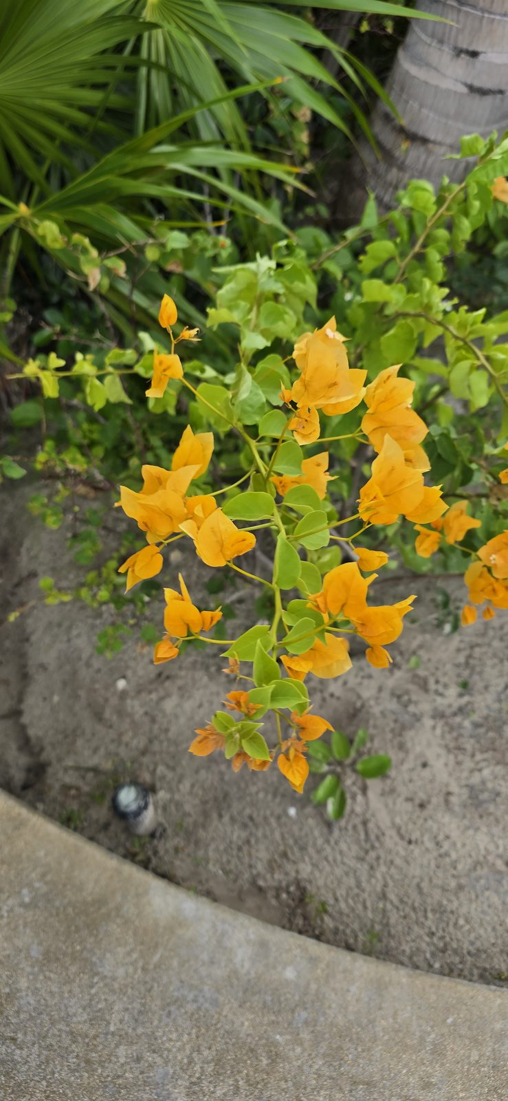 Yellow blooms at Lookout Cay