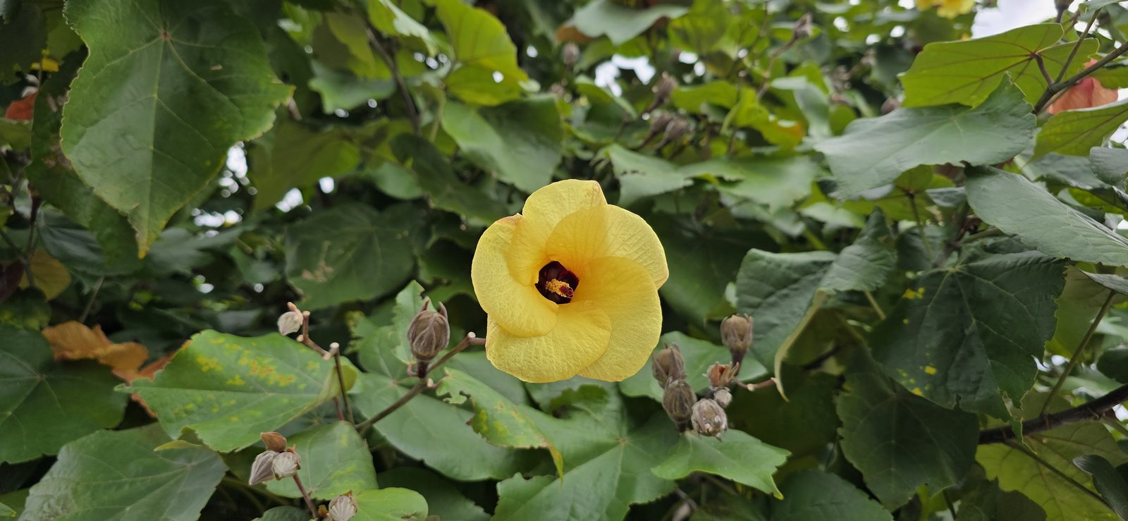 A hibiscus blooming on Lookout Cay