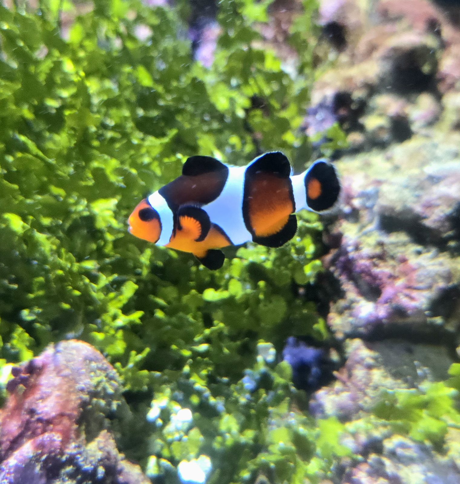 A clownfish in the aquarium at Atlantis