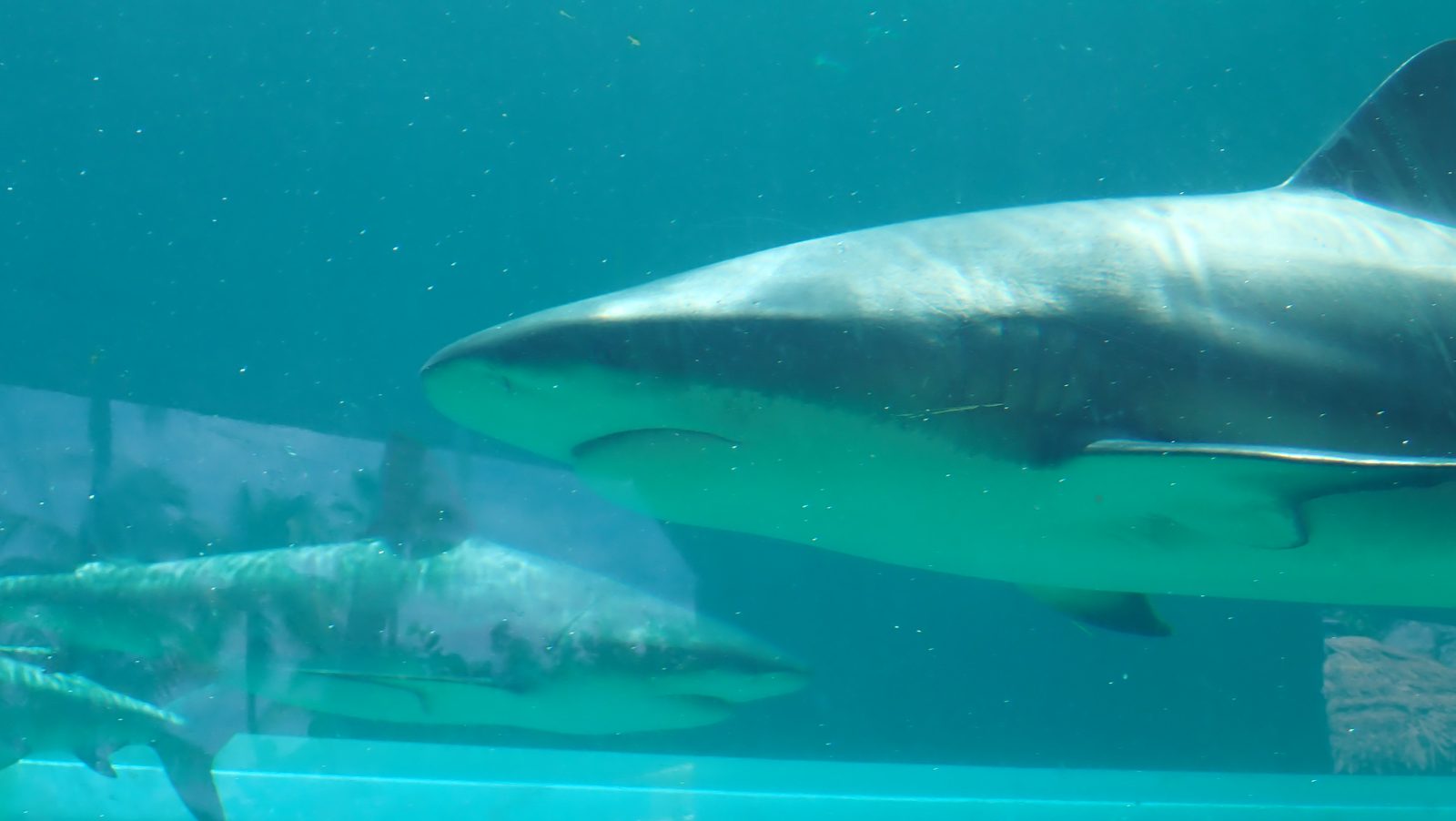 A shark cruising the lagoon exhibit