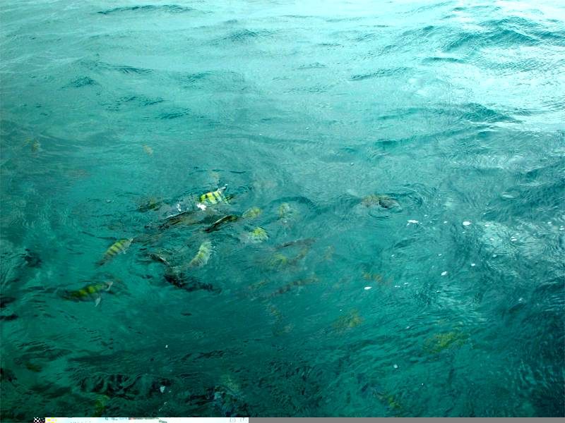 Reef fish in the clear water