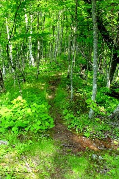 Our trail through the birch forest
