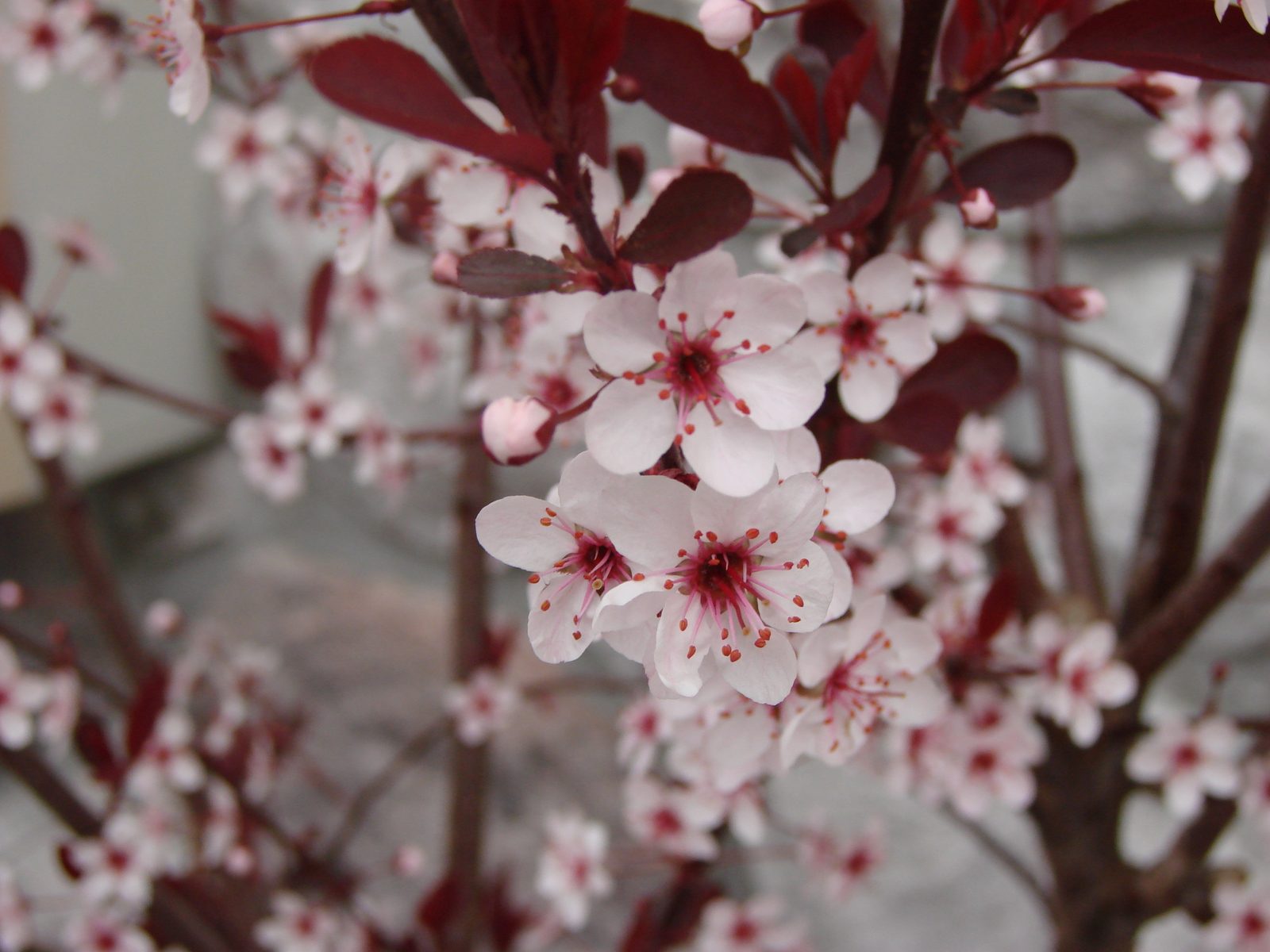 Cherry blossoms that evening