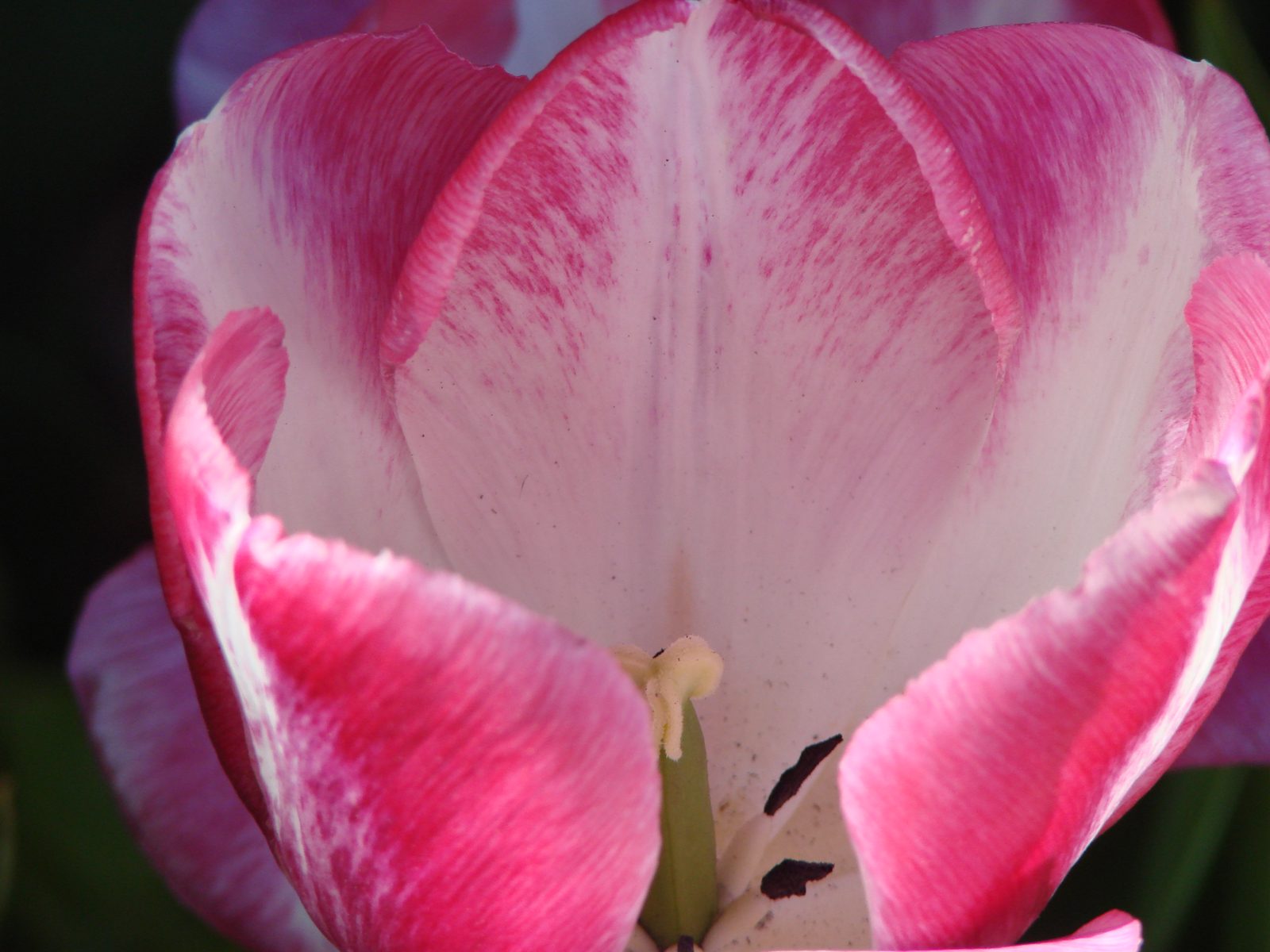 Tulips near the fort