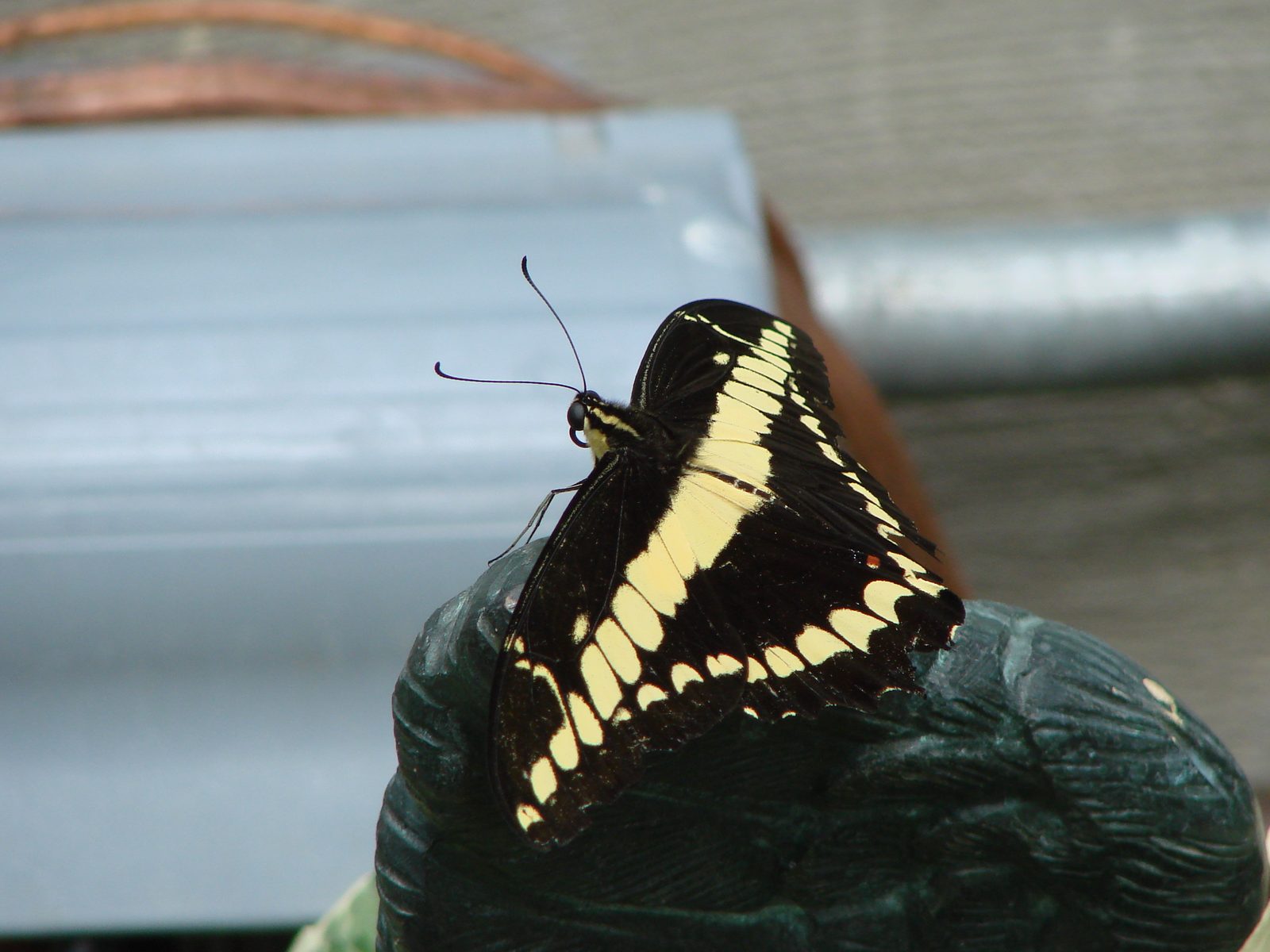 A swallowtail butterfly at the Butterfly House