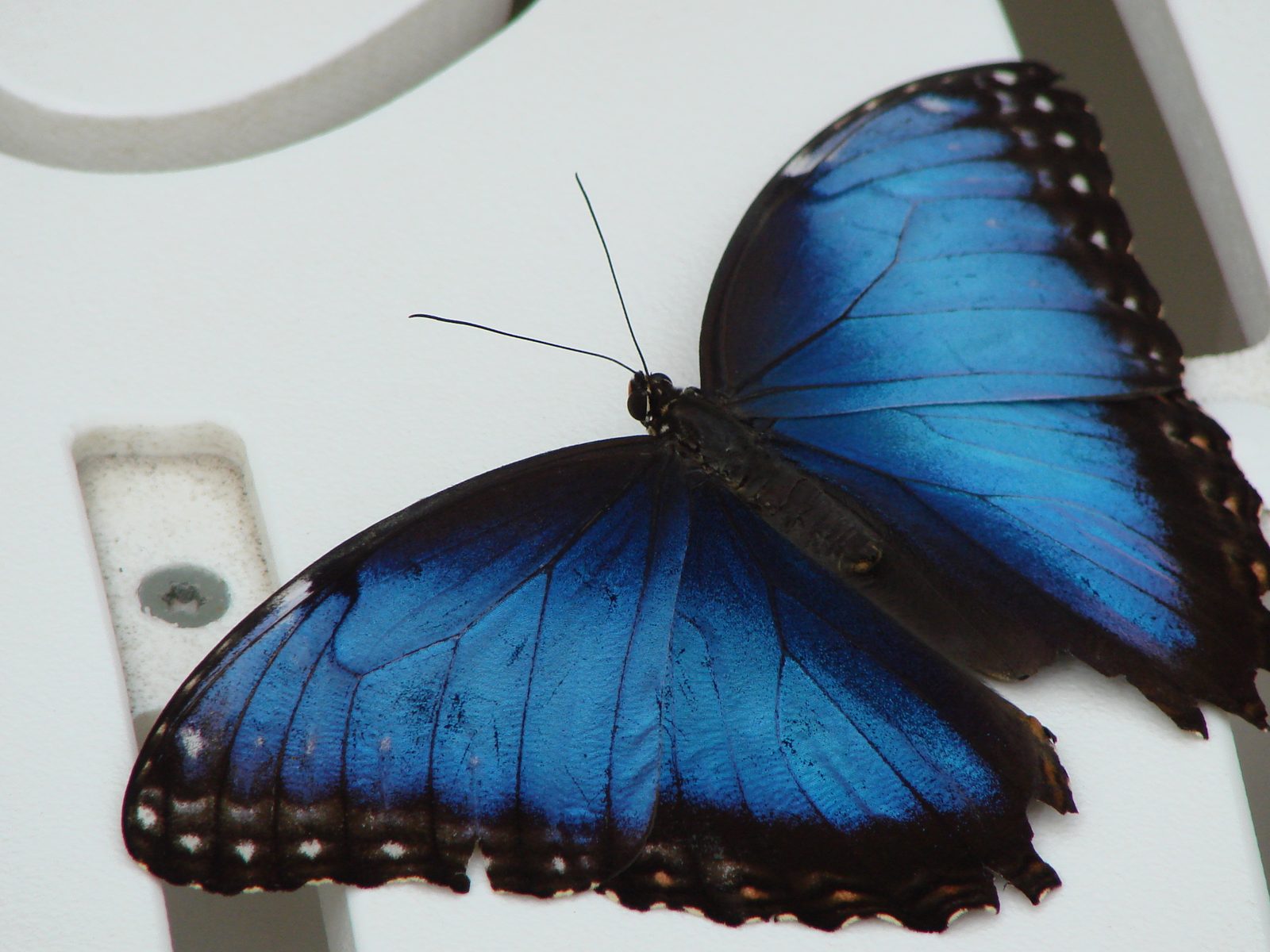 Butterfly House, Mackinac Island