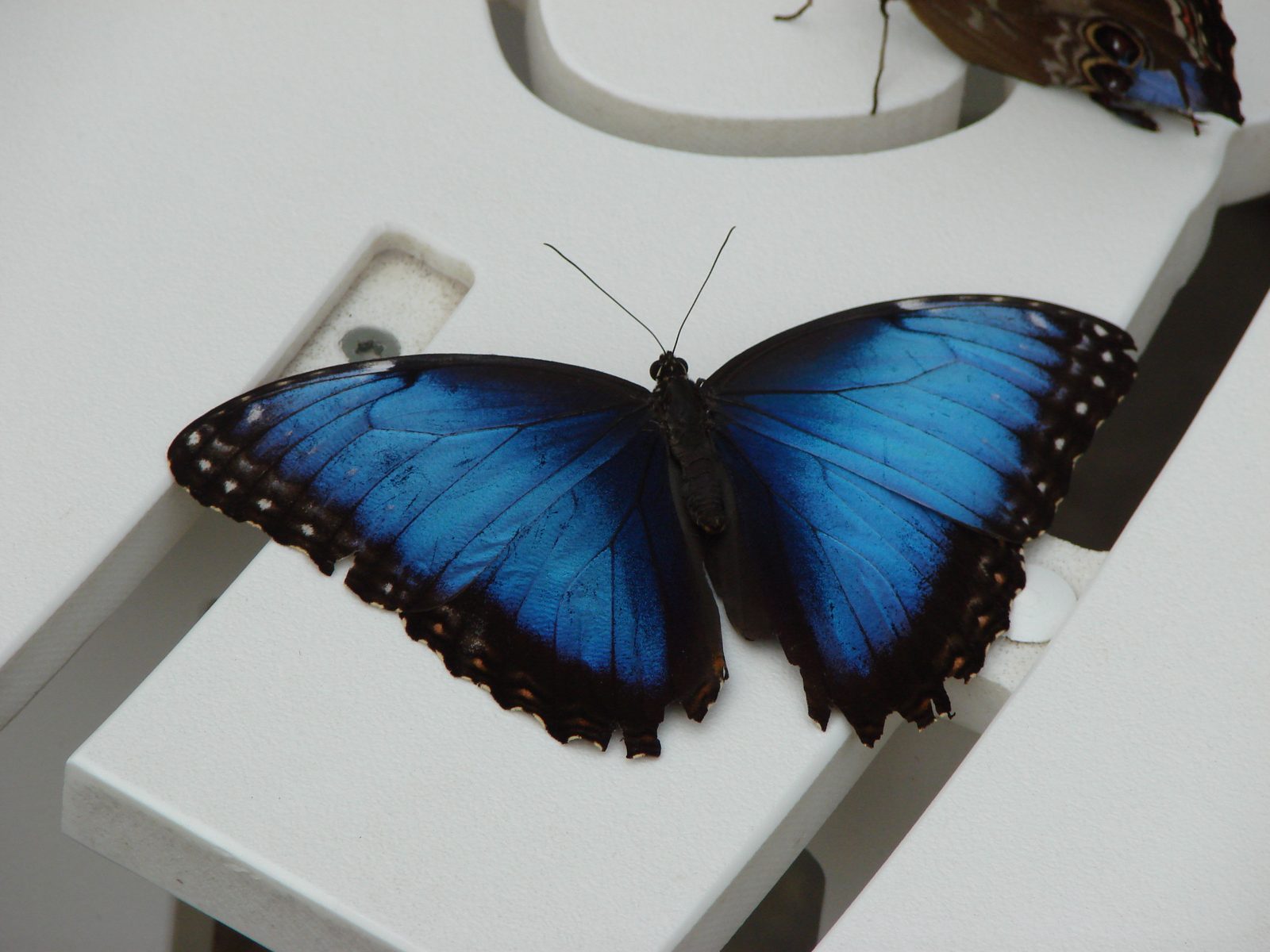 Butterfly House, Mackinac Island