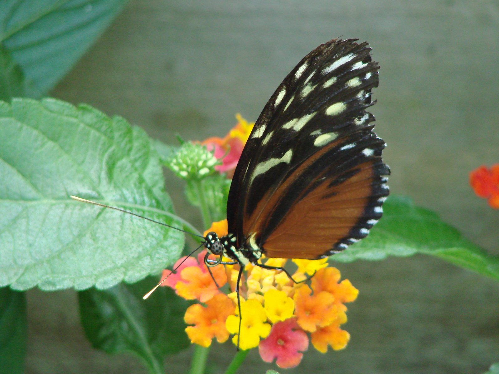 A butterfly on the flowers at the Butterfly House