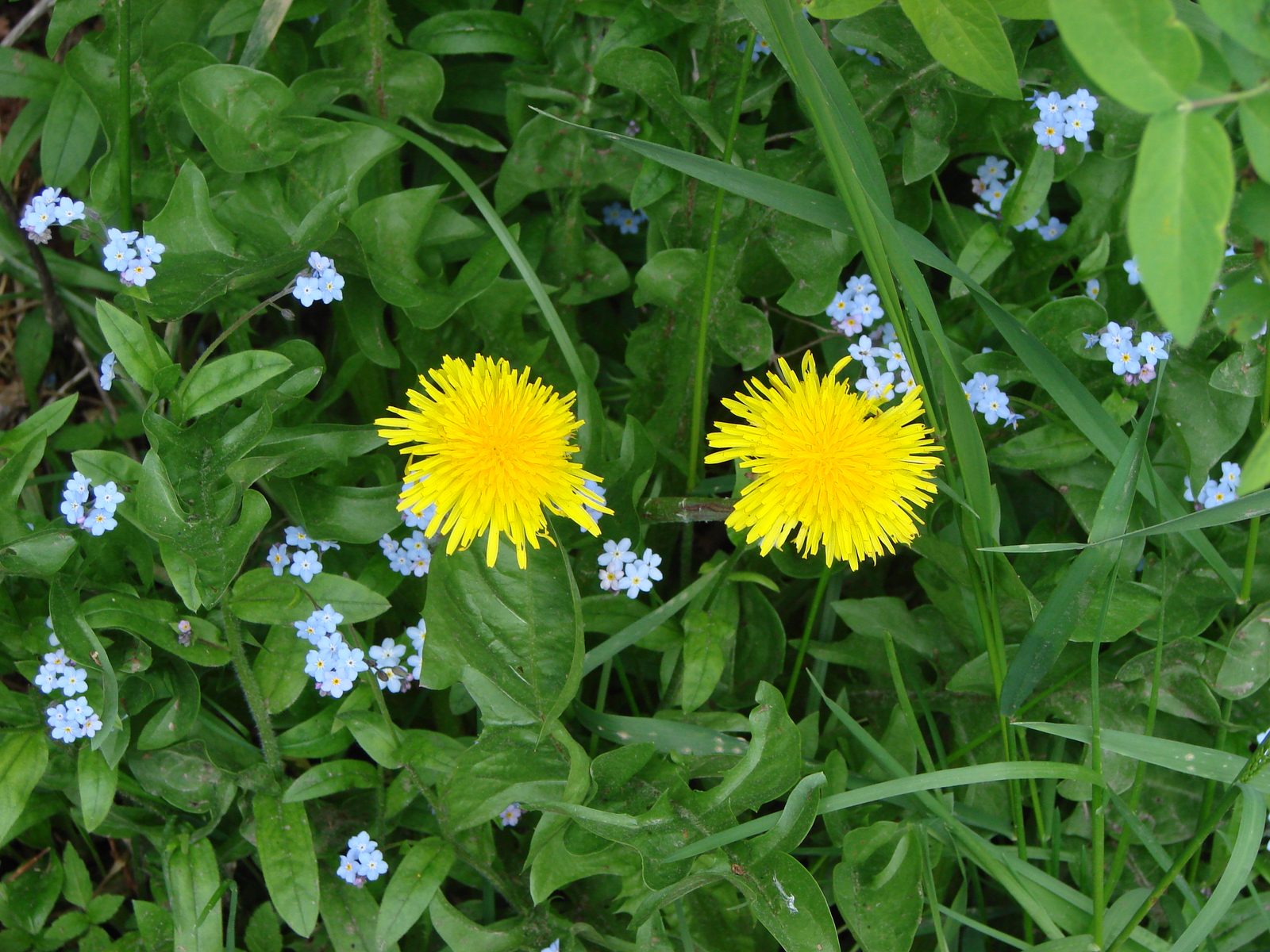 Dandelions along the path