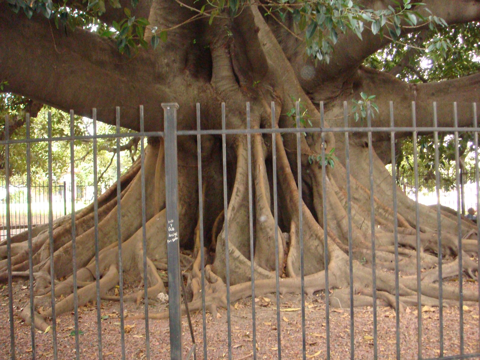 An old rubber tree with roots spread behind an iron fence