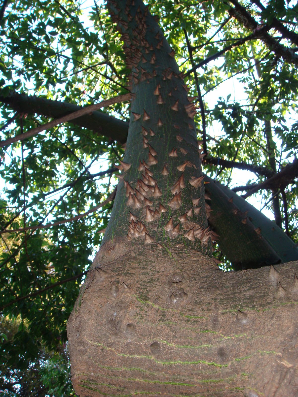 A thick-trunked tree on our morning walk
