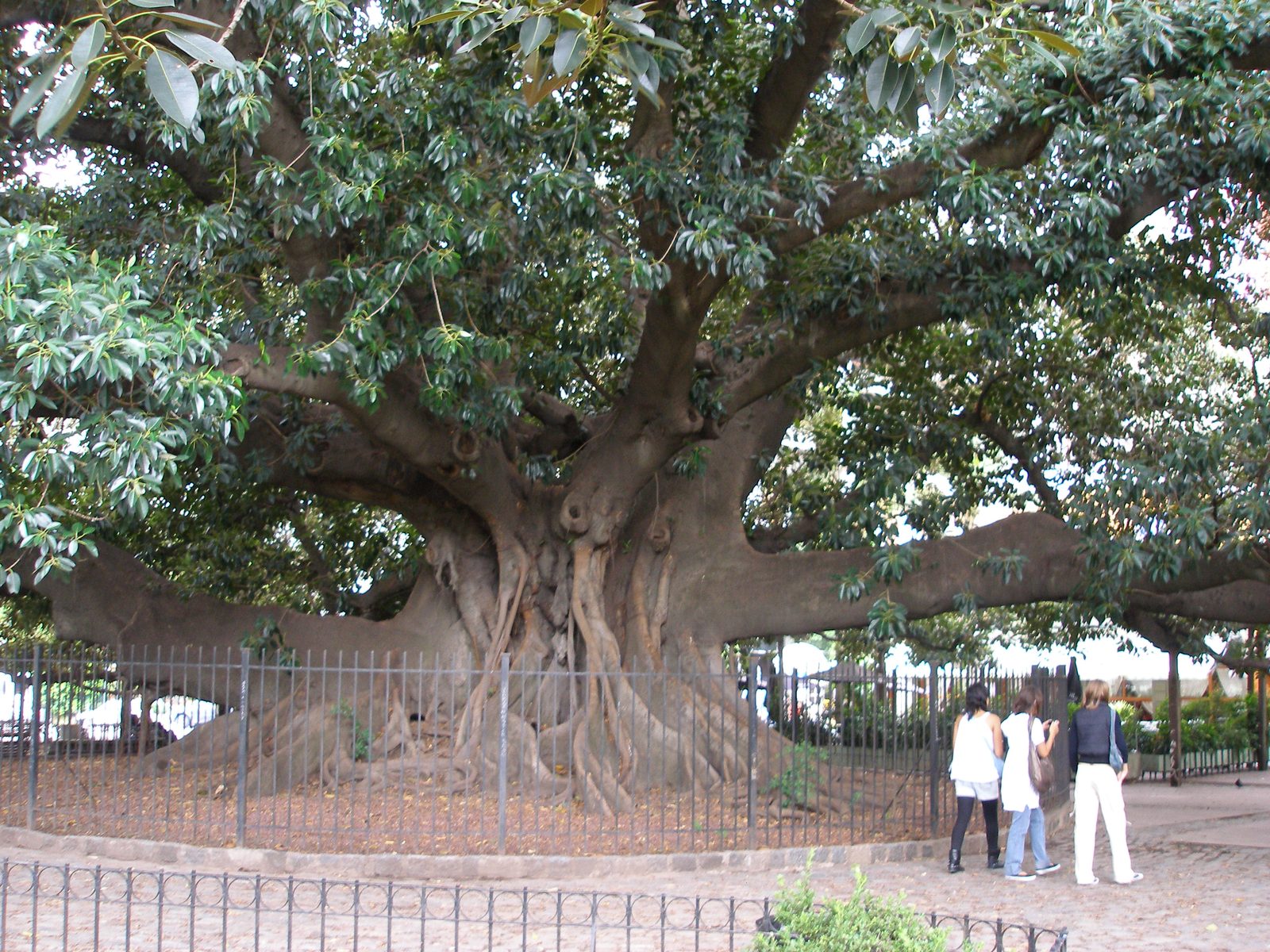 A huge old tree in the park near our hotel