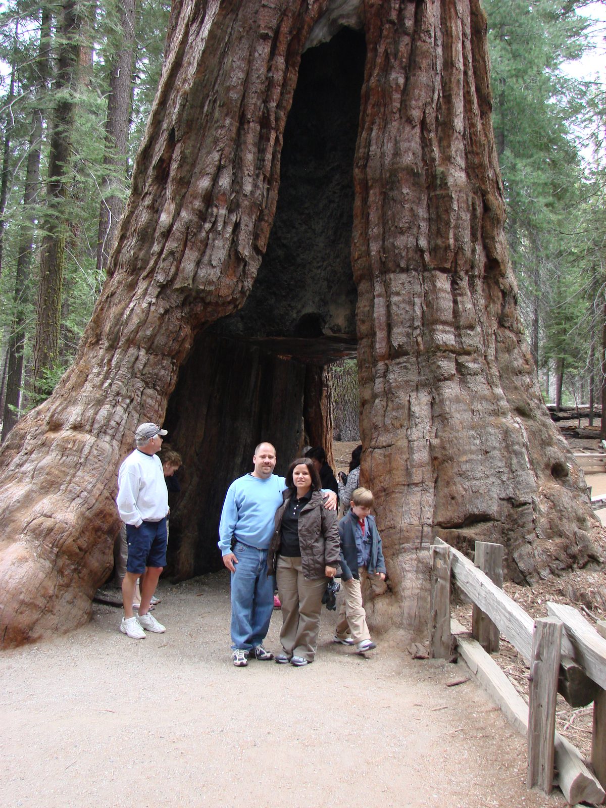 Standing in the sequoia tunnel tree