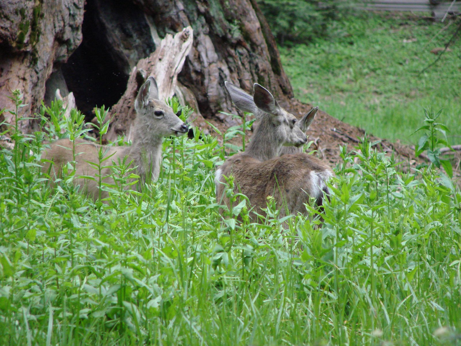 Two deer grazing near the sequoias