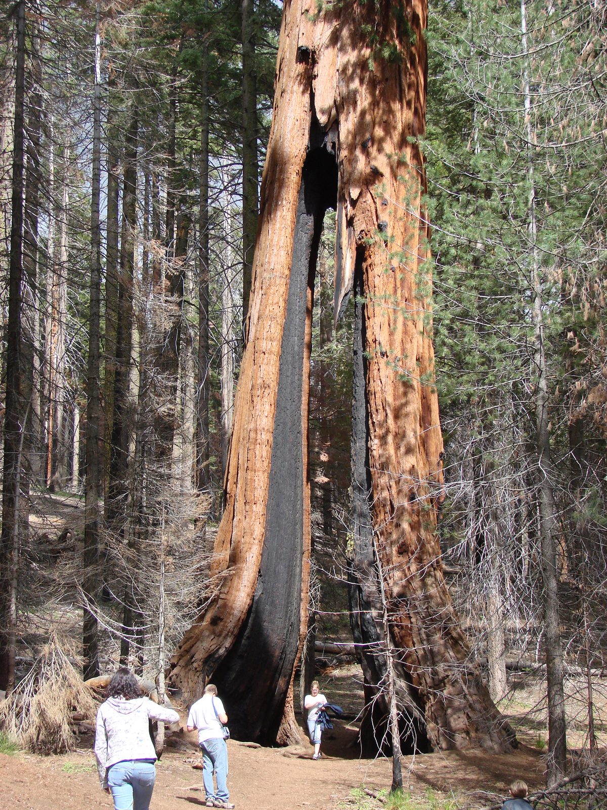The fire-scarred Clothespin Tree
