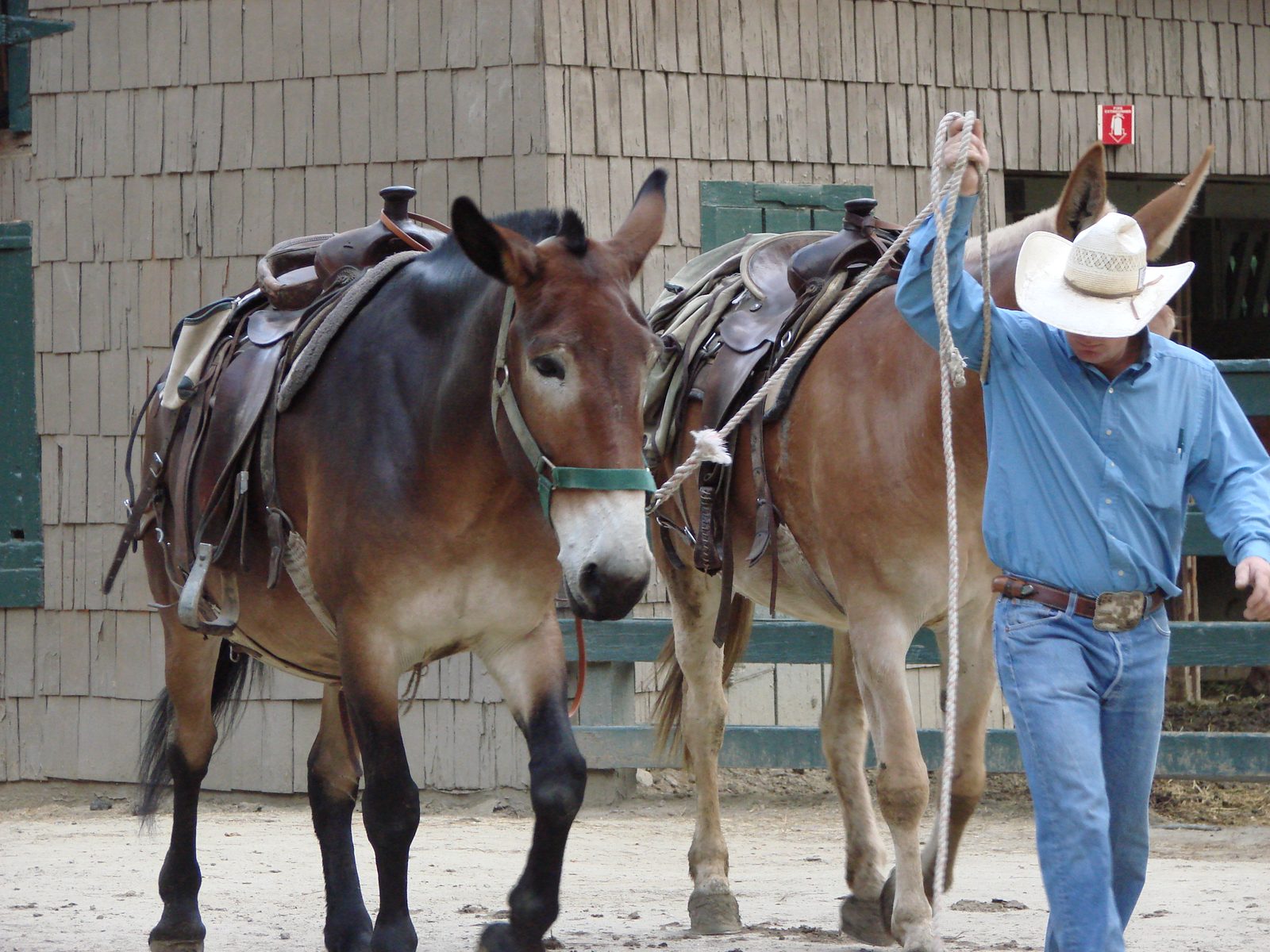 Wrangler leading our mule string before the ride