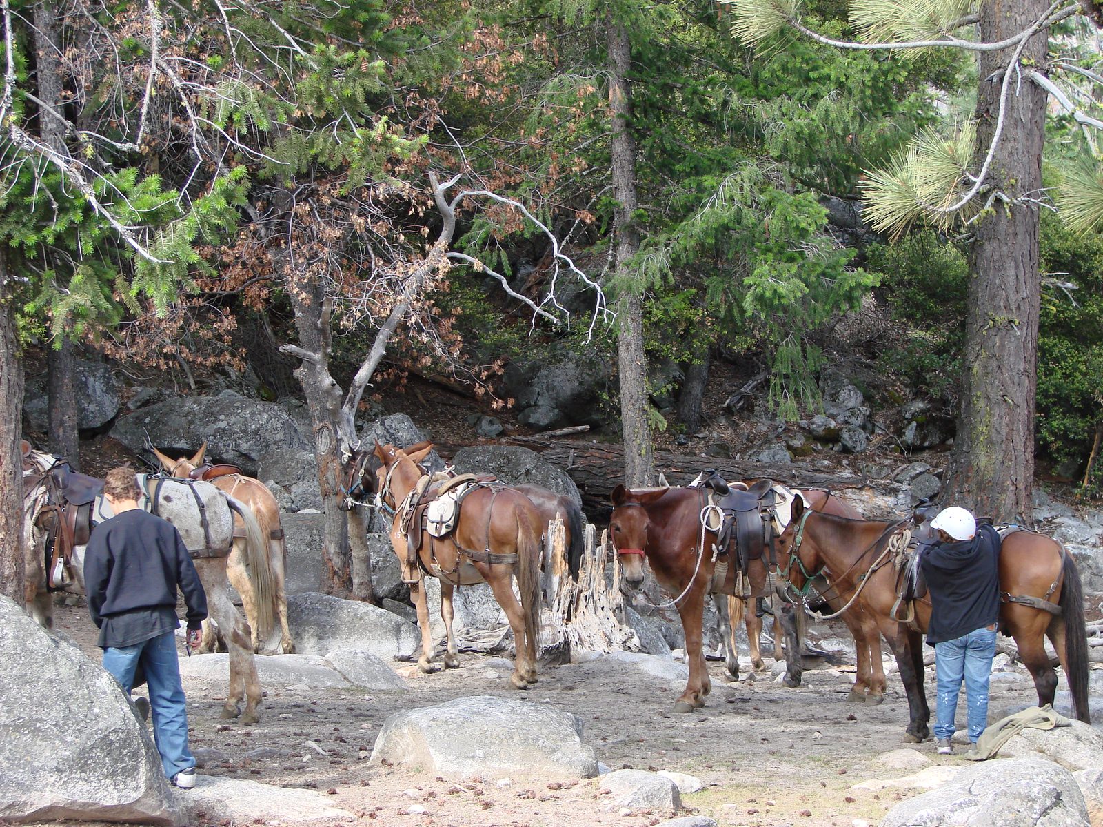 The mules needed a rest