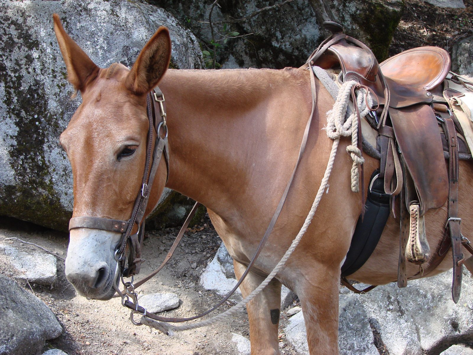 One of the mules, saddled and ready