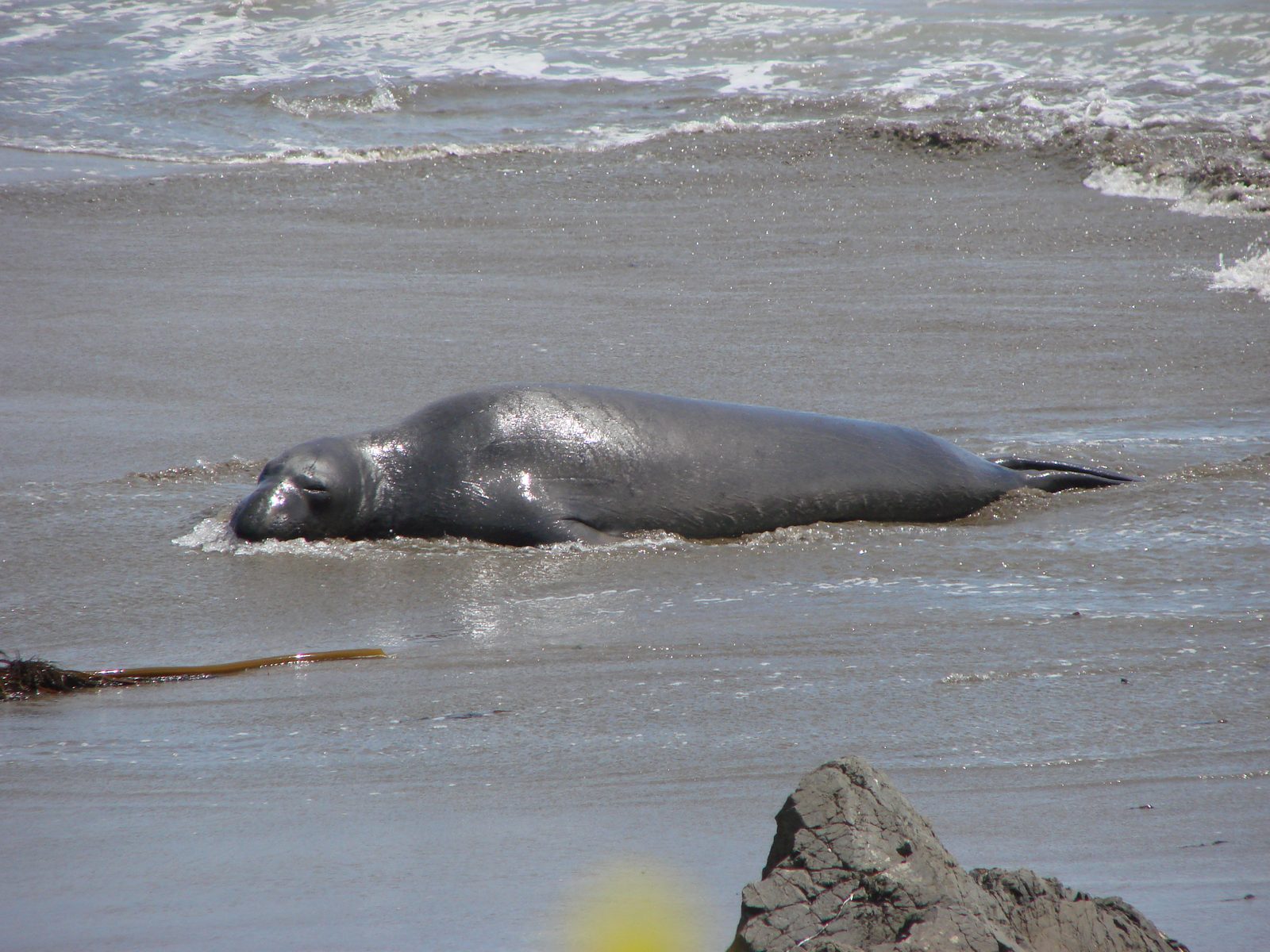 An elephant seal at Piedras Blancas