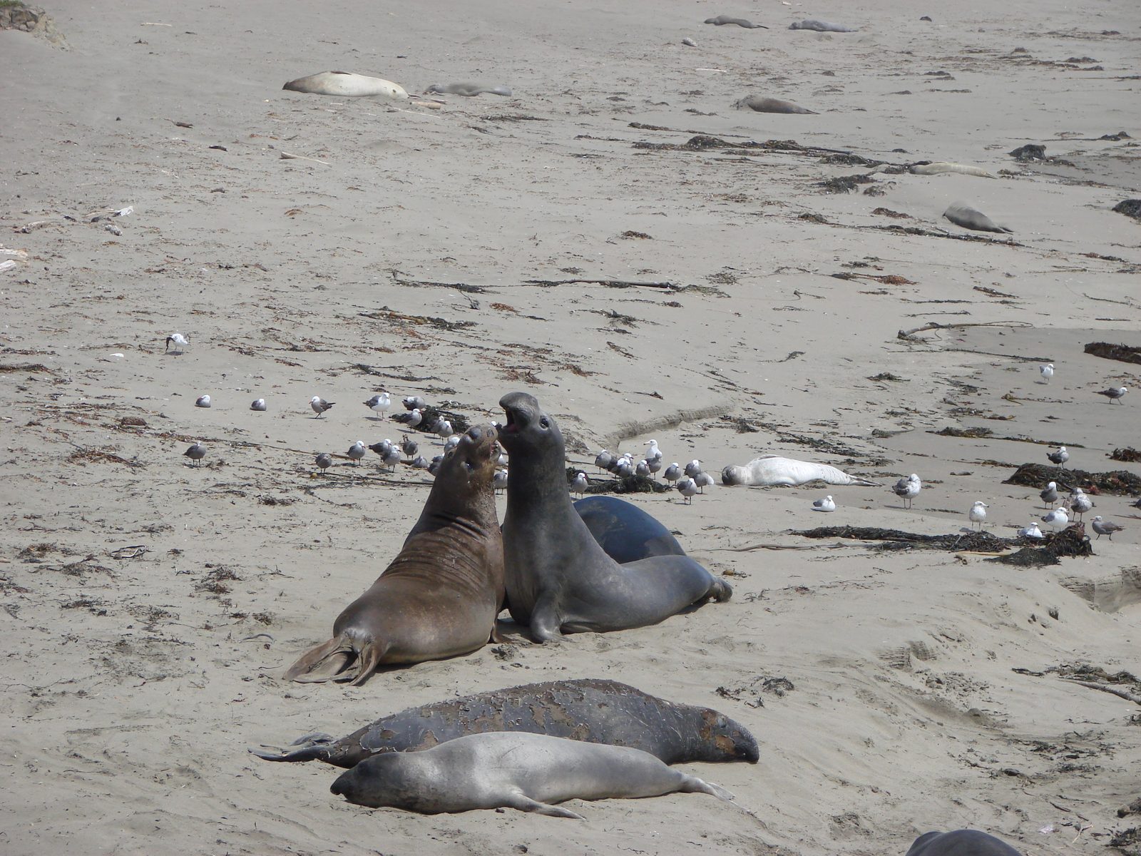 Two elephant seals face to face on the sand