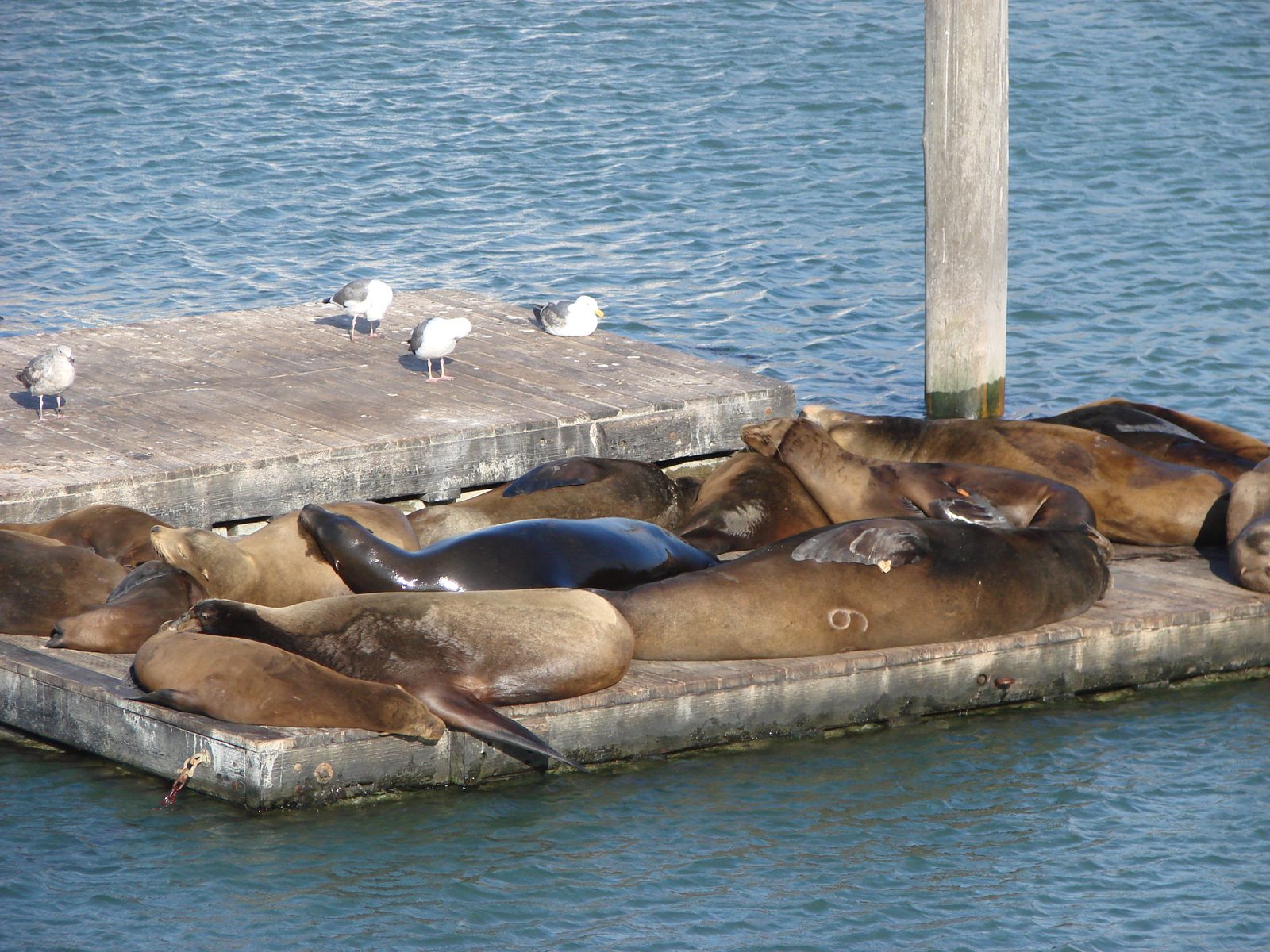 Sea lions hauled out at Pier 39