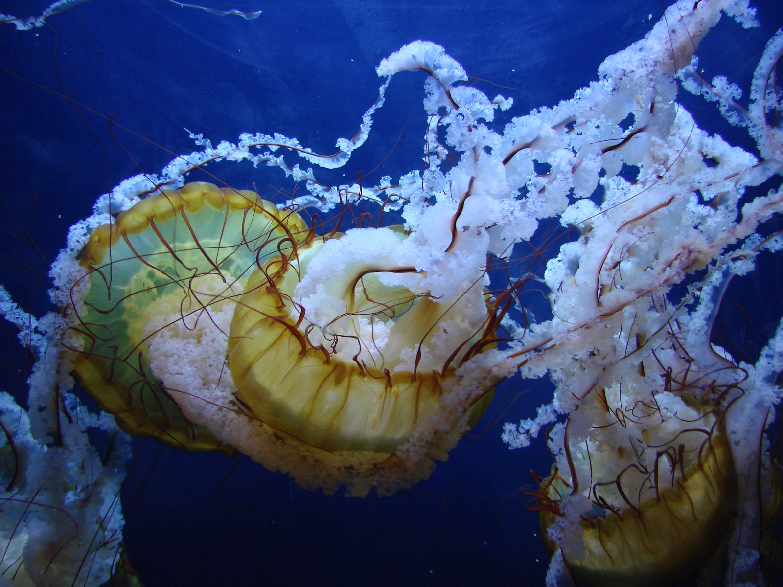 Jellyfish at the Aquarium of the Bay